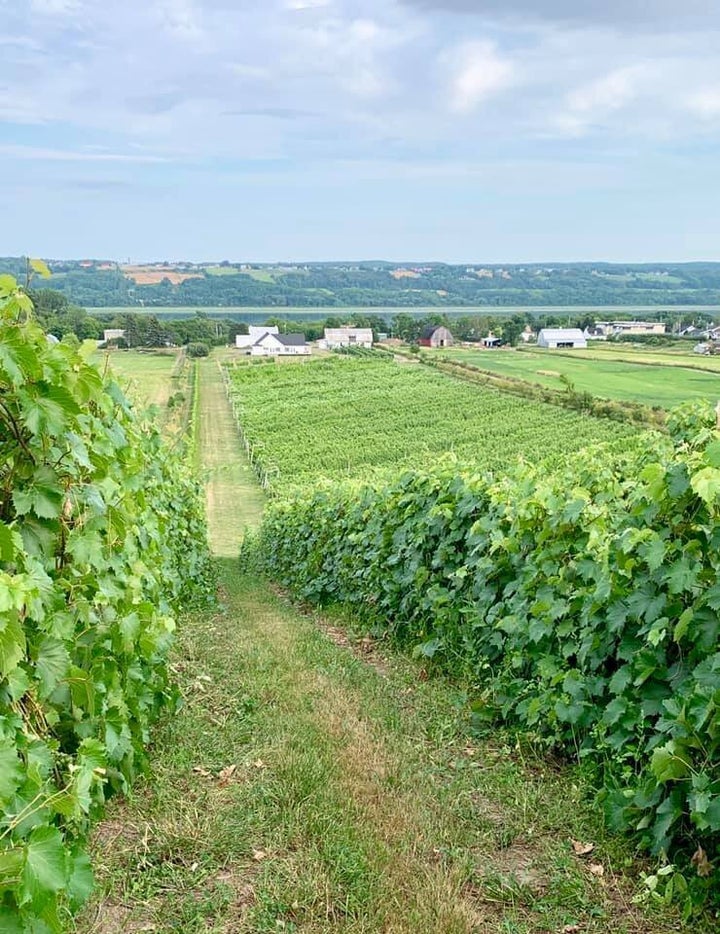 Vignoble L’Ange Gardien