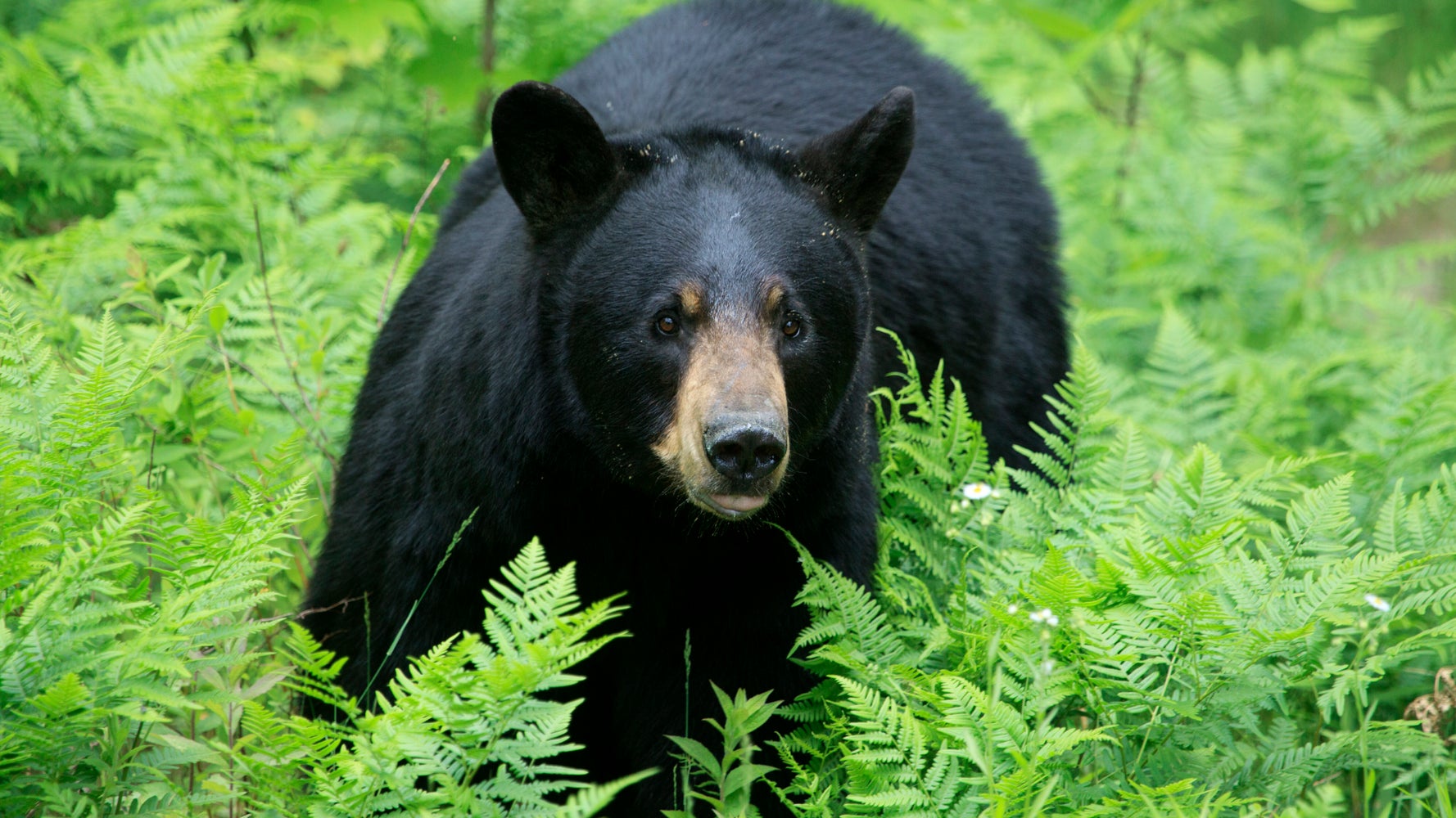 Vacationing Minnesota Woman Killed In Rare Black Bear Attack In Canada vacationing-minnesota-woman-killed-in-rare-black-bear-attack-in-canada