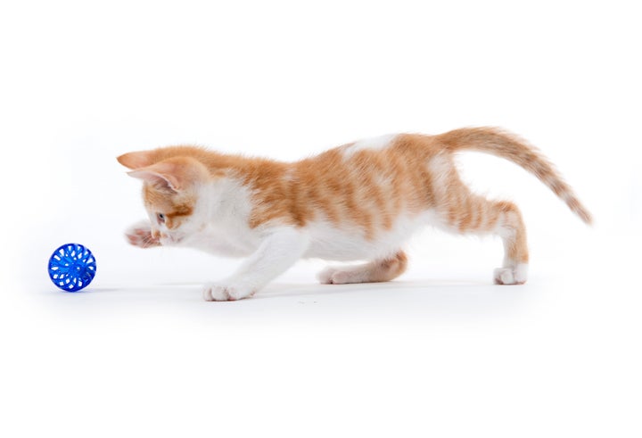 Cute baby tabby kitten playing with ball on white background