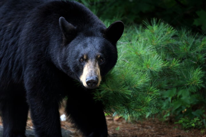 Experts say many bear attacks on humans begin with confrontations with dogs.