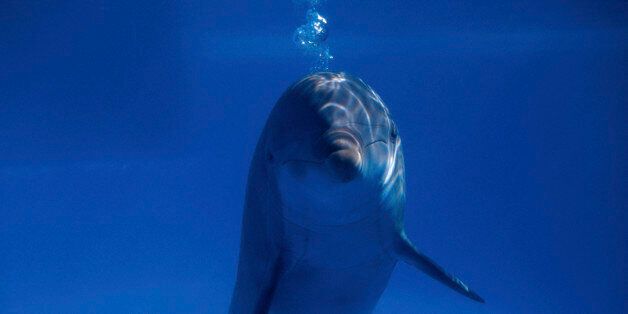 울산 고래생태체험관, '새끼 돌고래'의 죽음도 은폐한 사실이 추가로