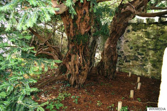 영국에서 가장 오래된 나무가 자신의 '성'(sex)을