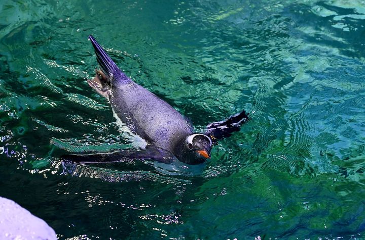 Flash The Gentoo Penguin at National Sea Life Centre