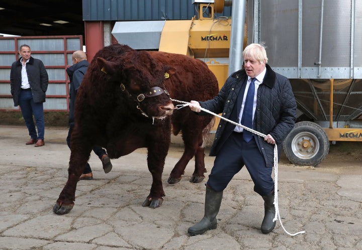 A bull bumps into a plain clothes police officer while being walked by Johnson during his visit to Darnford Farm in Banchory near Aberdeen