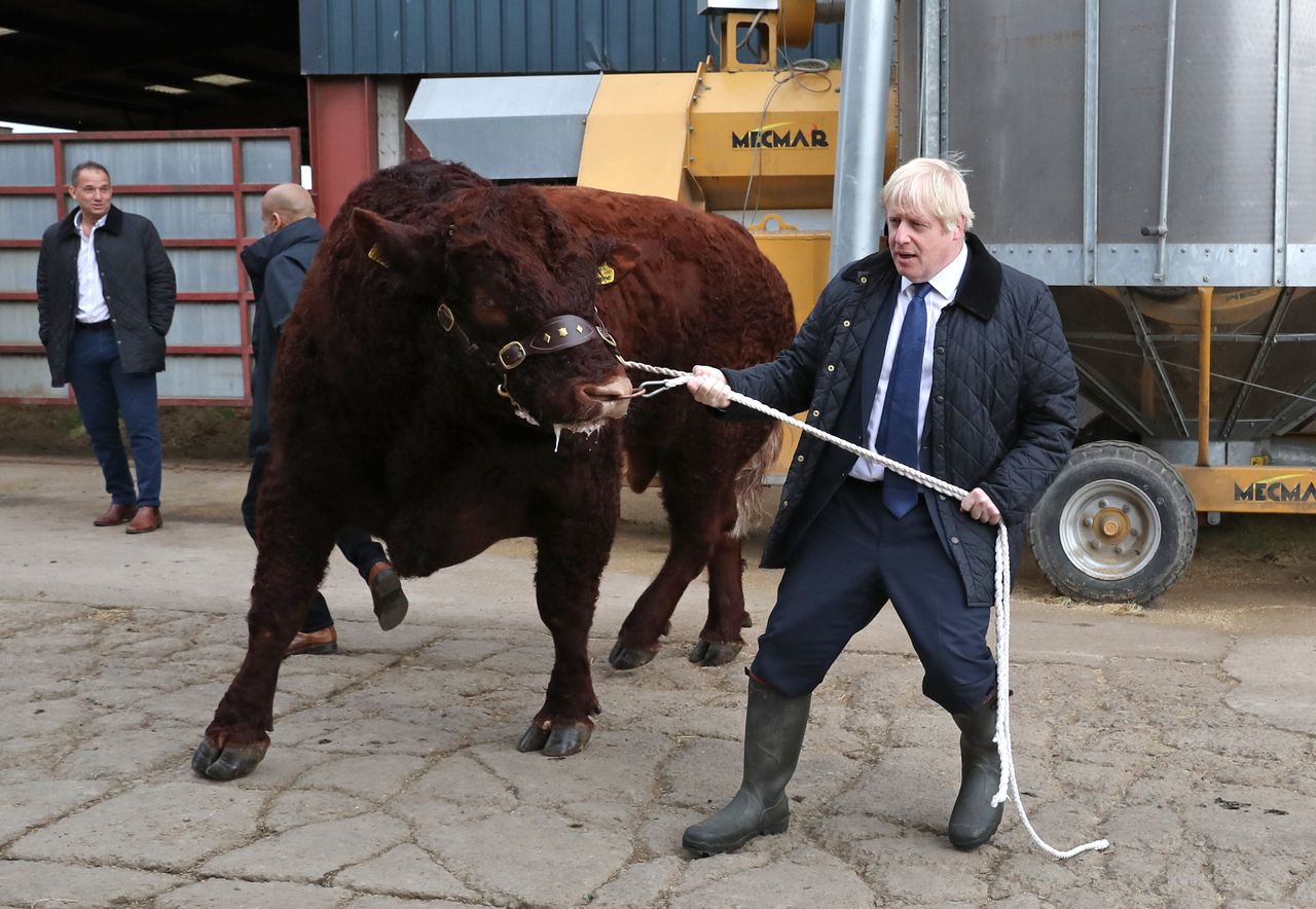 Boris Johnson leads a bull around in Aberdeenshire 
