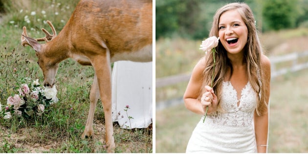 Finally, the deer got what he came