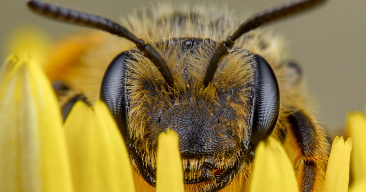 Beekeepers Confront the E.P.A. Over Pesticides - The New York Times