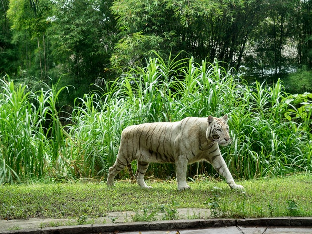 High Altitude Himalayan Regions In India, Nepal And Bhutan Could Provide Stable Habitat For