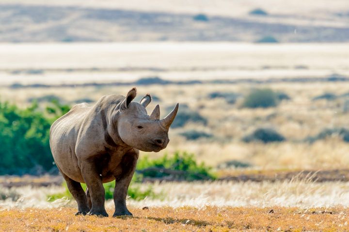 Namibia is home to about half of the planet's remaining black rhinos. The country is allowed to issue five permits annually to people hoping to hunt one of the rare animals.