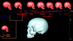 Le crane virtuel de l’ancêtre commun d’Homo Sapiens ressemblerait à