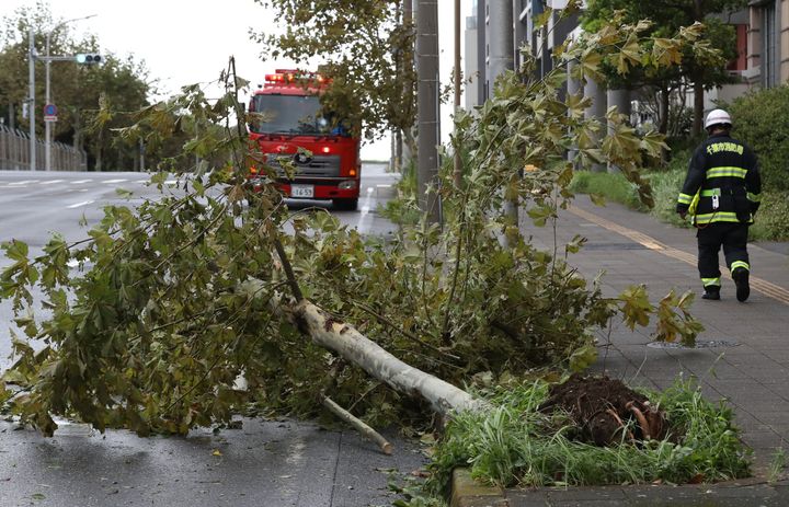 台風15号の暴風で倒れた街路樹＝9月9日午前、千葉市美浜区