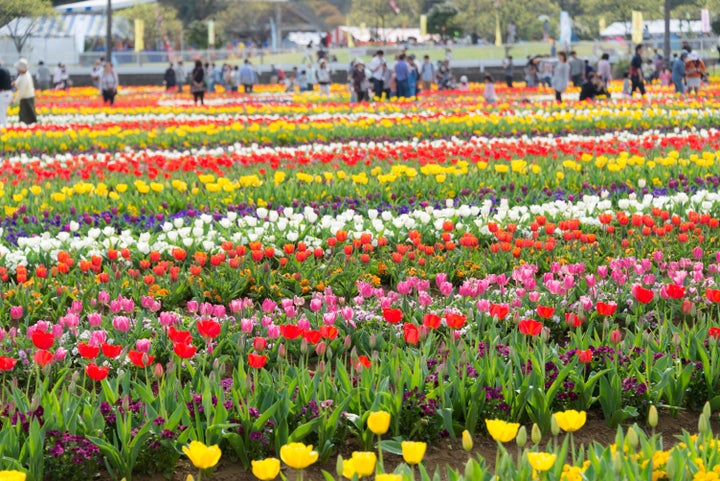 柏市のあけぼの山農業公園で咲き誇るチューリップ