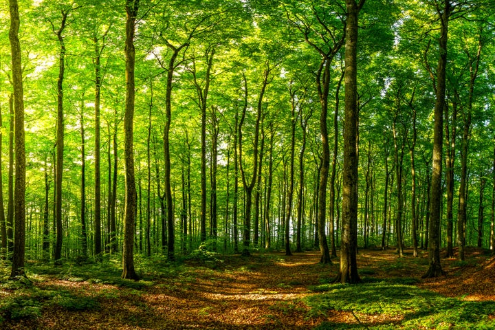 This image was taken in a beech forest just after sunrise.