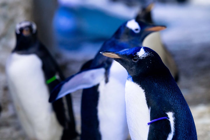 Sea Life London Aquarium's first Gentoo penguin to not have its gender assigned, seen with its adoptive female parents Rocky and Marama.