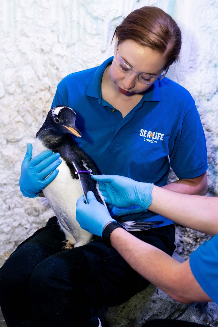 Sea Life London Aqaurium's Charlotte Barcas helps place a purple identification tag on the aquarium's first Gentoo penguin to not have its gender assigned.