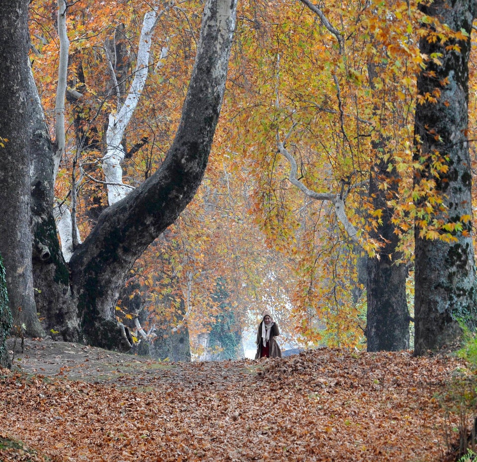 People walk under the Chinar trees which have changed their colour in the Nishat Mughal garden due to...