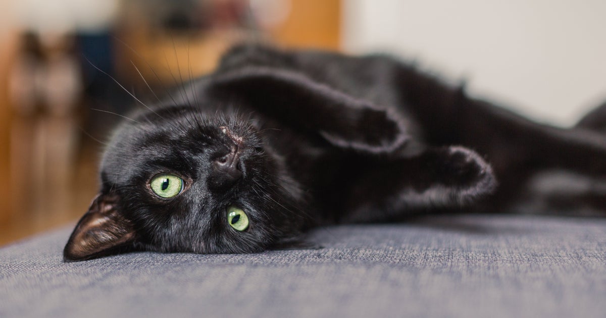 13 Motivos Por Que Amamos Gatos Pretos Huffpost Brasil