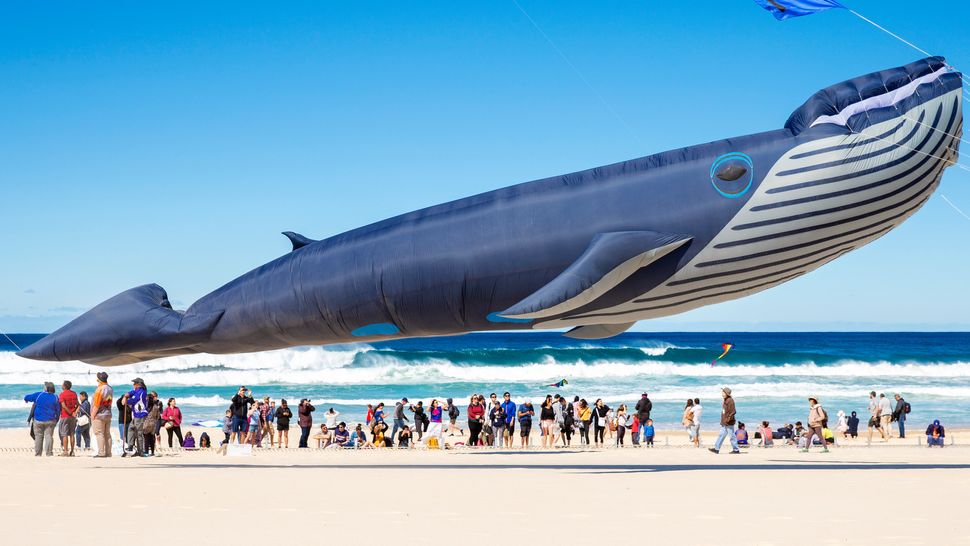 Ένας χαρταετός σε σχήμα φάλαινας φαίνεται κατά τη διάρκεια του Φεστιβάλ των Ανέμων στις 8 Σεπτεμβρίου στο Μπόντι Μπίτς στο Σίδνεϊ. Το Φεστιβάλ των Ανέμων είναι το μεγαλύτερο φεστιβάλ χαρταετού της Αυστραλίας.
