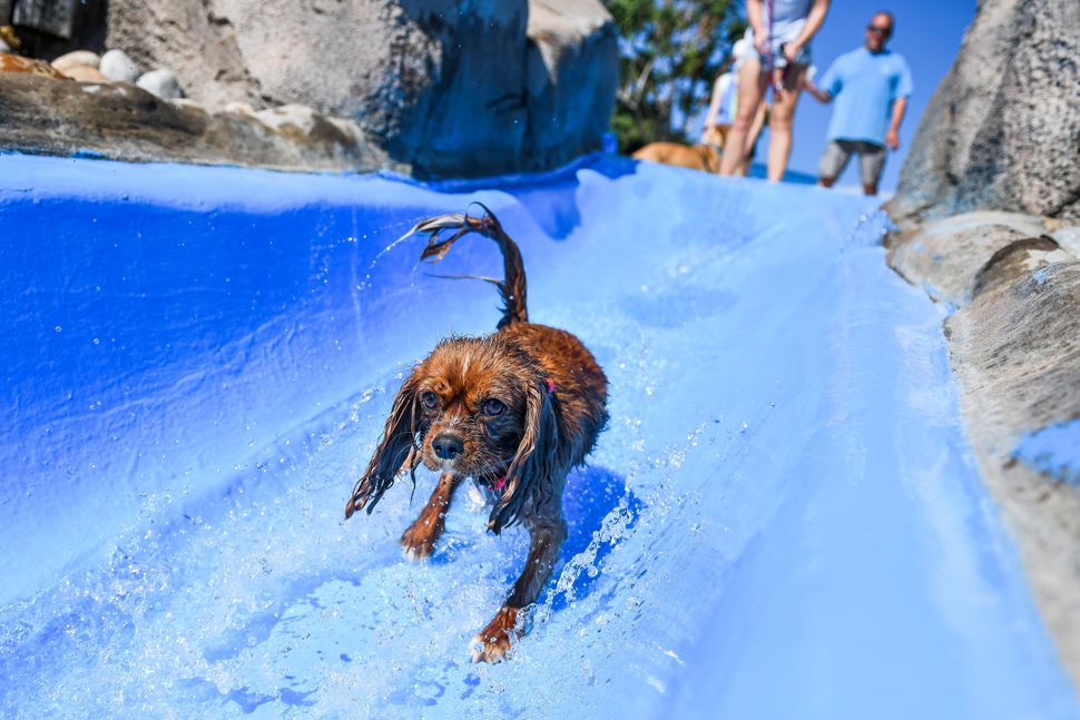 Ενας σκύλος παίζει σε νεροτσουλήθρα, κατά την διάρκεια του Wow Beach Doggie Day, στο πάρκο Water World, στις 7 Σεπτεμβρίου, στο Φέντεραλ Χάιτς του Κολοράντο.