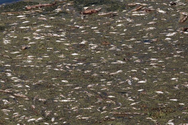 Εκατοντάδες νεκρά ψάρια στον Πηνειό