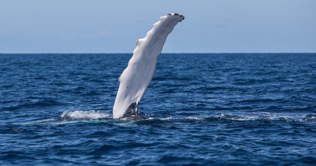 Humpback Whale Euthanized After Being Stranded Off Long Island