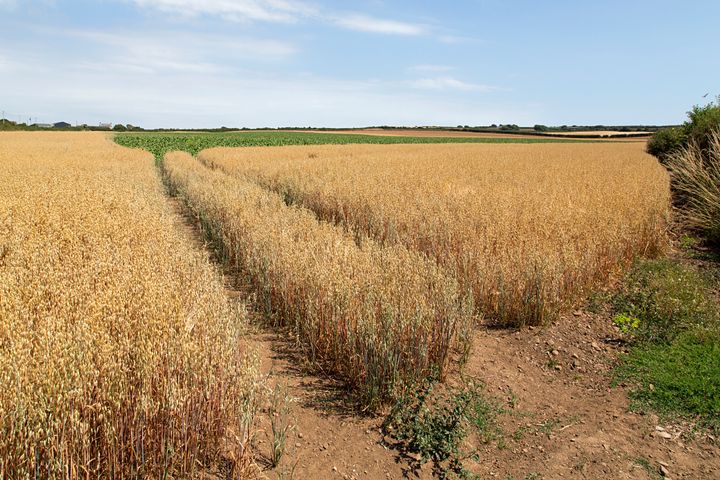 A crop of barley badly affected by the heat wave and drought of the summer of 2018