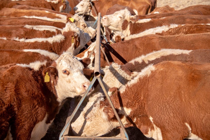 People often overlook the climate impact of dairy products, most of which come from cows.