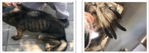 Photos taken in Jordan in 2017 show an underweight canine (left) and a canine needing its nails trimmed.