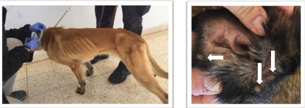 An underweight canine, left, and a dog's ear covered with engorged ticks are seen in photos taken in Jordan in April 2018.