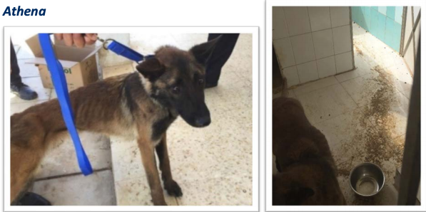 Athena was 2-years old when she arrived in Jordan in May 2017. Less than a year later she was found to be severely emaciated, and she returned to the U.S. in April 2018 for treatment. She made a full recovery. Her kennel with dirt and feces on the floor is shown on the right, along with a bowl that had no water.