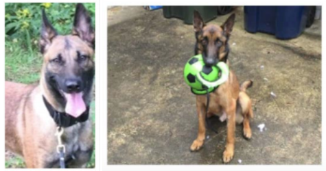 Zoe (left) and Mencey were among the dogs who died after being sent to Jordan as part of a U.S. State Department anti-terrorism program. Zoe died from a heat stroke less than a year after arriving in the country and Mencey died after contracting at least two diseases.