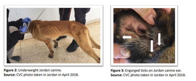 Οι φωτογραφίες που δόθηκαν στη δημοσιότητα αποδεικνύουν τις άθλιες συνθήκες κάτω από τις οποίες κρατούνταν τα ζώα.