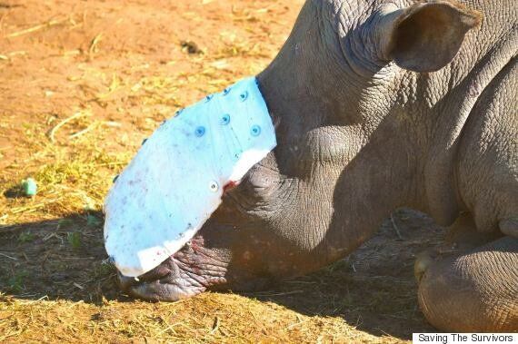 인간은 돈 때문에 코뿔소에게 이런 짓을 저지르고 있다(경고: 매우 끔찍한
