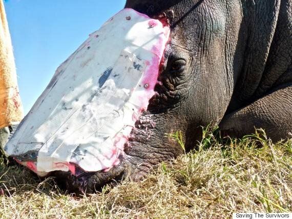 인간은 돈 때문에 코뿔소에게 이런 짓을 저지르고 있다(경고: 매우 끔찍한