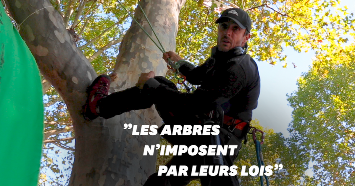 Contre l'abattage des arbres, Thomas Brail occupe un platane à Paris