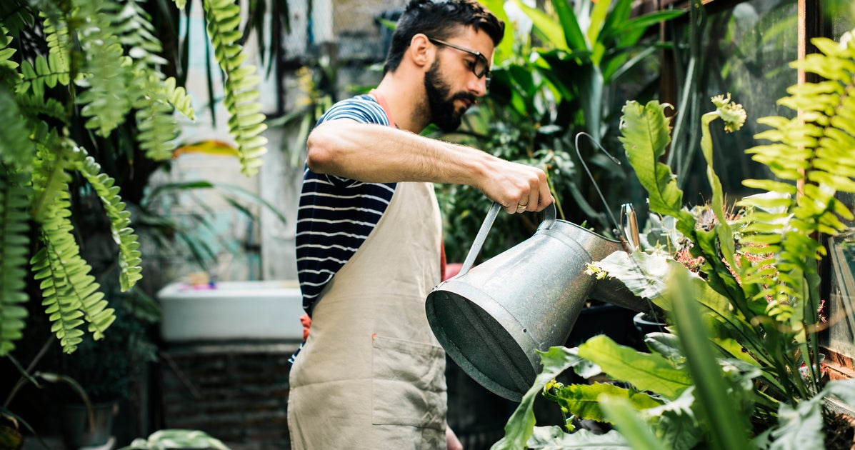 Moving Plants Indoors For Winter? Ease Them In Slowly HuffPost Life