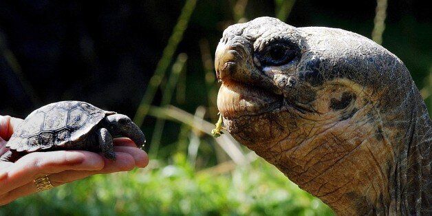 A newly hatched Giant Galapagos tortoise, left, is shown in the Zurich zoo next to an adult animal, Wednesday...