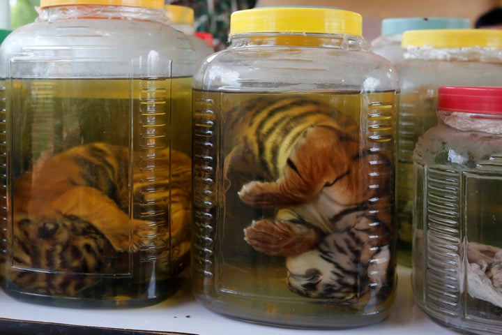 Tiger cub carcasses are seen in jars containing liquid as officials continue moving live tigers from the controversial Tiger Temple, in Kanchanaburi Province, in June 2016.