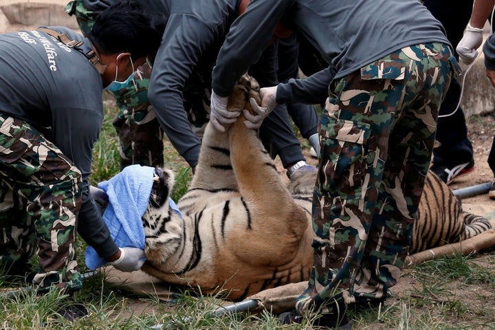 A sedated tiger is seen lying on a stretcher as officials start moving tigers from Thailand's controversial Tiger Temple in 2