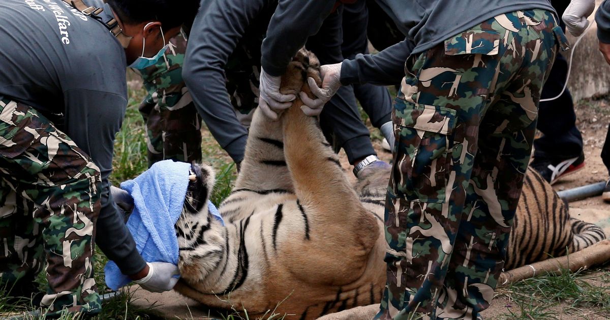 40 dead tiger cubs found in freezer at Thailand's Tiger Temple sanctuary 