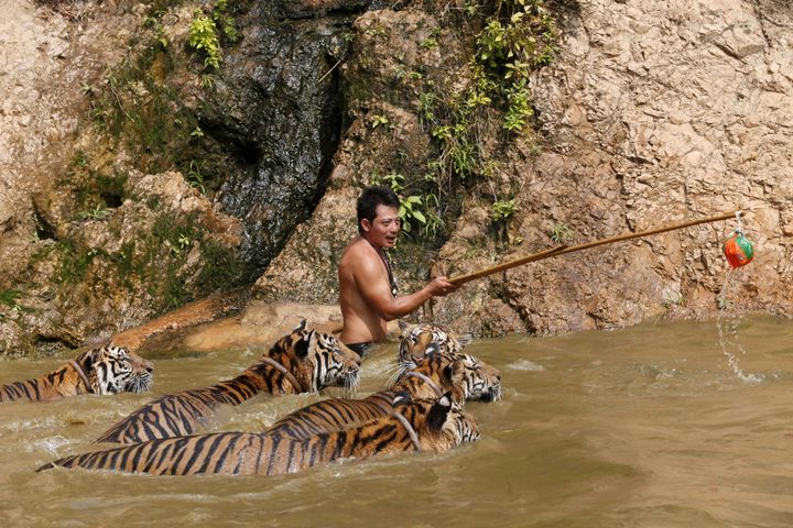 Several tigers swim while being trained at the Tiger Temple in Kanchanaburi Province, west of Bangkok, in February 2016.