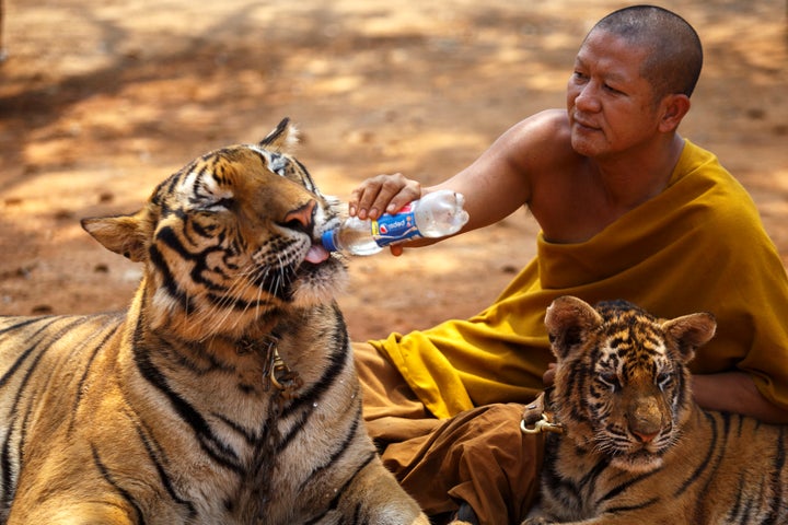 A Buddhist monk feeds a tiger with water from a bottle at the Wat Pa Luang Ta Bua, otherwise known as the Tiger Temple, in Kanchanaburi Province in 2015.