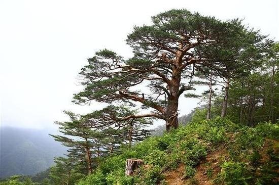 낮은문화사 이미지