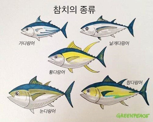 참치가 이미지