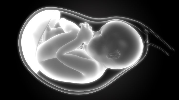 3D Illustration of Fetus (Baby) in Womb Anatomy