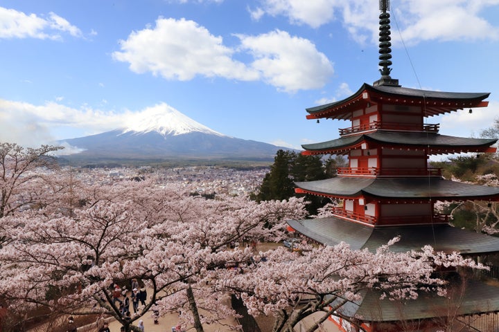 富士吉田市の新倉山浅間公園で桜が見頃を迎えた。展望台からは満開の桜、富士山、五重塔（忠霊塔）を一望できる（山梨県富士吉田市）