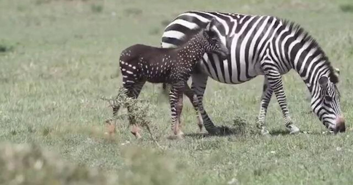 Questa zebra a pois sta preoccupando gli studiosi L'HuffPost Questa zebra a pois sta preoccupando gli studiosi L'HuffPost