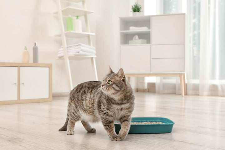 Adorable grey cat near litter box indoors. Pet care