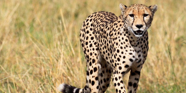 A cheetah and her cub walk on the plains in Masai Mara game reserve, Southwest of Kenya's capital Nairobi, November 1, 2012. Picture taken November 1, 2012. REUTERS/Thomas Mukoya