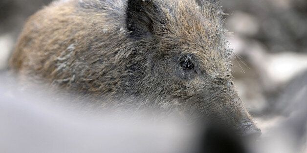 A new born boar is pictured at the Sainte-Croix zoologic park, in the French eastern city of Rhodes, on July 24, 2013. AFP PHOTO / JEAN-CHRISTOPHE VERHAEGEN (Photo credit should read JEAN-CHRISTOPHE VERHAEGEN/AFP/Getty Images)